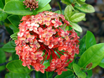 Barbados Flowers near Cruise Terminal